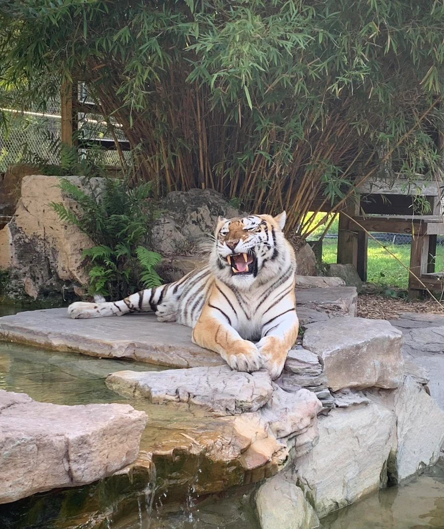 Where is Big Cat Rescue Florida: Discover the Ultimate Wildlife Sanctuary